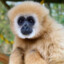 gibbon