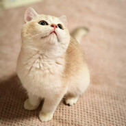 我家猫咪叫奶茶