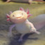 AxolotlAxel