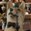 TerraFox