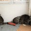 eleven raccoons stuck inside por