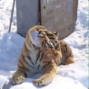 Uganda Steaven Senegal