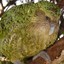 Kakapinho