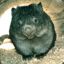 Wombat