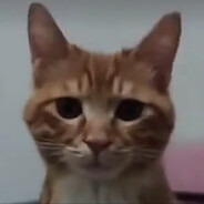 猫儿这个愁容满面