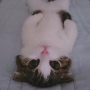 15gg