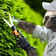 Sloth Gardener