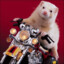 Harleyferretson