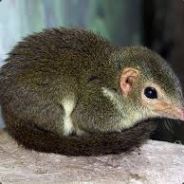 Shrewster
