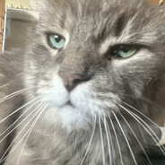 George avatar