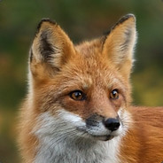 Foxer