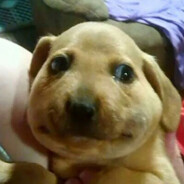 Єбуча Комбуча