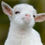 GOATZILLA