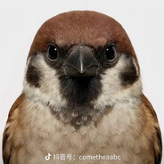 连只鸟都打不过吗