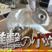 人類最弱の兵器