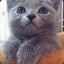 Grey Kitten