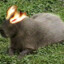 ANTAGONISTICCAPYBARA