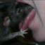 The Rat Kisser