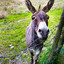 Irish Donkey
