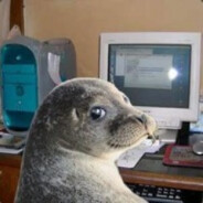 SealYoavatar