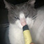 cats vape too