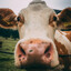 TheMooinCow