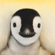 A_Penguin