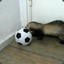 Footwork Ferret