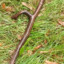 ast