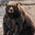 *FEARED* The Bear