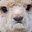 ALPACAZ