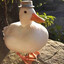 the duck