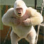 Albino_Gorilla_26