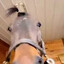 Wise-Mystical-Horse