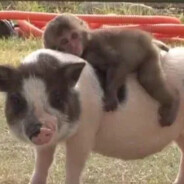 鱼塘中最肥的鱼