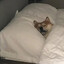 bangdog