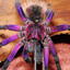 Spooder