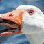 Dropkick Goose