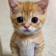 guilhermediashartvig