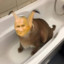 LilDziobak2137