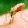 Комар рода Anopheles 