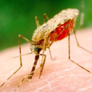 Комар рода Anopheles