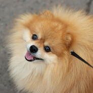 lulu da pomerania