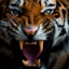 Panthera tigris