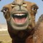 The Friendly Camel