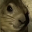 Racist Squirrel