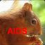 Squirrel AIDS