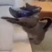 nene