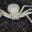 WhiteSpider