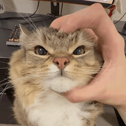 Yeah you want it Steam avatar